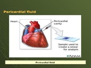 Pericardial fluid
 