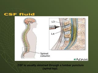 CSF is usually obtained through a lumbar puncture
(spinal tap).
 
