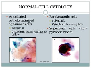NORMAL CELL CYTOLOGY
 Anucleated
orthokeratinized
squamous cells
 Polygonal.
 Cytoplasm stains orange to
yellow
 Parakeratotic cells
 Polygonal.
 Cytoplasm is eosinophilic
 Superficial cells show
pyknotic nuclei
www.glowm.com
 