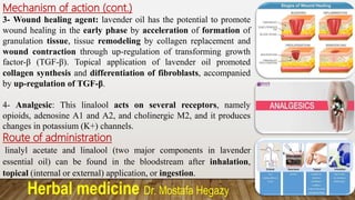 Herbal medicine Dr. Mostafa Hegazy
Mechanism of action (cont.)
3- Wound healing agent: lavender oil has the potential to promote
wound healing in the early phase by acceleration of formation of
granulation tissue, tissue remodeling by collagen replacement and
wound contraction through up-regulation of transforming growth
factor-β (TGF-β). Topical application of lavender oil promoted
collagen synthesis and differentiation of fibroblasts, accompanied
by up-regulation of TGF-β.
4- Analgesic: This linalool acts on several receptors, namely
opioids, adenosine A1 and A2, and cholinergic M2, and it produces
changes in potassium (K+) channels.
Route of administration
linalyl acetate and linalool (two major components in lavender
essential oil) can be found in the bloodstream after inhalation,
topical (internal or external) application, or ingestion.
 