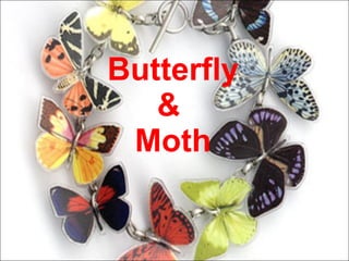 Butterfly &  Moth 