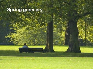 “  To enable people  who require our support to enjoy a valued life” Spring greenery 