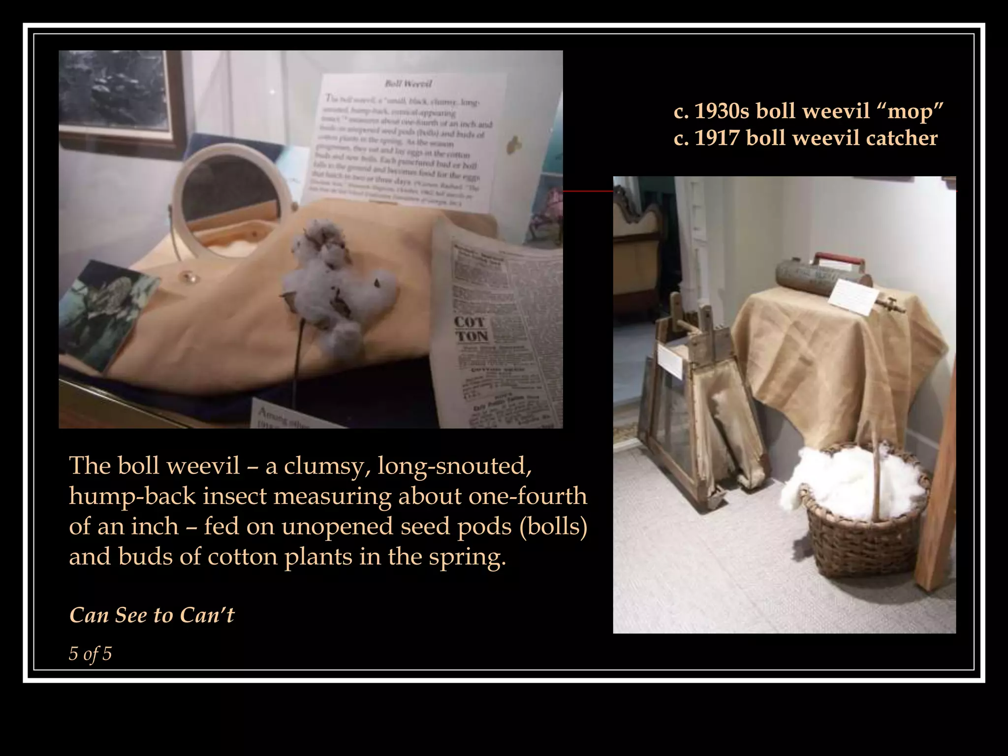 The boll weevil – a clumsy, long-snouted,
hump-back insect measuring about one-fourth
of an inch – fed on unopened seed pods (bolls)
and buds of cotton plants in the spring.
Can See to Can’t
5 of 5
c. 1930s boll weevil “mop”
c. 1917 boll weevil catcher
 