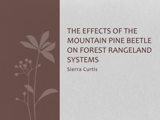 THE EFFECTS OF THE 
MOUNTAIN PINE BEETLE 
ON FOREST RANGELAND 
SYSTEMS 
Sierra Curtis 
 