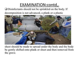 EXAMINATION:contd,.
Disinfectants should not be sprinkled on the body. If
decomposition is not advanced, a plank or a plastic
sheet should be made to spread under the body and the body
be gently shifted onto plank or sheet and then removed from
the grave.
 