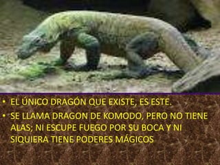 • EL ÚNICO DRAGÓN QUE EXISTE, ES ESTE.
• SE LLAMA DRAGON DE KOMODO, PERO NO TIENE
ALAS; NI ESCUPE FUEGO POR SU BOCA Y NI
SIQUIERA TIENE PODERES MÁGICOS