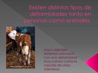 Aquí x ejemplo
tenemos una vaca
con una deformidad
muy común coma la
crecida de otros
miembros.
 