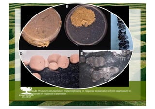 Slime mould Physarum polycephalum metamorphosing in response to starvation to from plasmodium to
sporangiophore in response to starvation
 