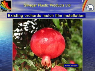 Ginegar Plastic Products Ltd
Existing orchards mulch film installation
Yoram Sztyglic
 