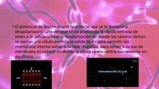 • El potencial de acción es una fase inicial que se le denomina
despolarización una vez que se ha producido la rápida entrada de
iones a la célula ocurre la repolarización en donde los canales iónicos
se cierran y la célula permite la salida de K+ para permitir ala
membrana interna volver a su fase negativa, para volver a su ase de
membrana en reposo en donde la célula se encuentra nuevamente en
equilibrio.
 