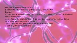 Se clasifican de la siguiente manera:
1-Transporte Activo: Requiere gasto de energía, consume ATP.
Ejemplo:
Bomba de Na/K: Continuamente saca 3 Na de la célula e introduce dos K. Se denomina
bomba electrogénica
pues actúa contra un gradiente eléctrico, pues deja menor cargas positivas dentro
de la célula (electronegativo el interior).
Crea la condición para que haya diferencias de concentración
a un lado y otro de la membrana.
 