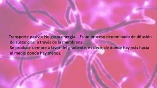 Transporte pasivo: No gasta energía... Es un proceso denominado de difusión
de sustancias a través de la membrana.
Se produce siempre a favor del gradiente, es decir, de donde hay más hacia
el medio donde hay menos.
 