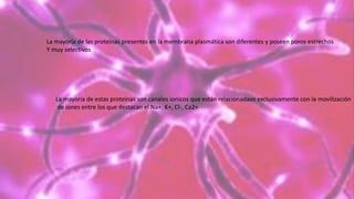 La mayoría de las proteínas presentes en la membrana plasmática son diferentes y poseen poros estrechos
Y muy selectivos
La mayoría de estas proteínas son canales ionicos que están relacionadaos exclusivamente con la movilización
de iones entre los que destacan el Na+, K+, Cl-, Ca2+
 