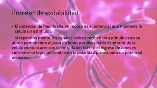 Proceso de exitabilidad
• El potencial de membrana en reposo es el potencial que mantiene la
celula sin estimulos.
si repentina mente los canales ionicos reciben un estimulo estos se
abren permitiendo el paso de iones positivos hacia el interior de la
celula como ocurre con la entrada del Na+, si el ingreso de iones es
suficiente se logra un cambio en la polaridad provocando un potencial
de acción.
 