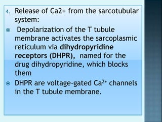 4. Release of Ca2+ from the sarcotubular
system:
 Depolarization of the T tubule
membrane activates the sarcoplasmic
reticulum via dihydropyridine
receptors (DHPR), named for the
drug dihydropyridine, which blocks
them
 DHPR are voltage-gated Ca2+ channels
in the T tubule membrane.
 