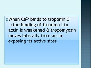 When Ca2+ binds to troponin C
→the binding of troponin I to
actin is weakened & tropomyosin
moves laterally from actin
exposing its active sites
 
