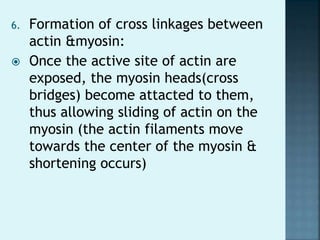 6. Formation of cross linkages between
actin &myosin:
 Once the active site of actin are
exposed, the myosin heads(cross
bridges) become attacted to them,
thus allowing sliding of actin on the
myosin (the actin filaments move
towards the center of the myosin &
shortening occurs)
 