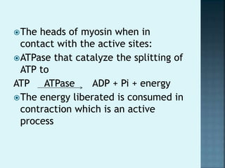 The heads of myosin when in
contact with the active sites:
ATPase that catalyze the splitting of
ATP to
ATP ATPase ADP + Pi + energy
The energy liberated is consumed in
contraction which is an active
process
 