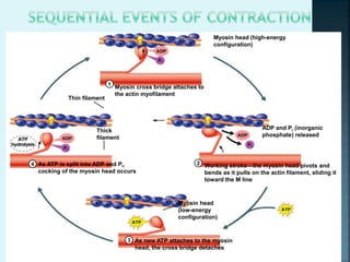 Myosin cross bridge attaches to
the actin myofilament
1
2
3
4 Working stroke—the myosin head pivots and
bends as it pulls on the actin filament, sliding it
toward the M line
As new ATP attaches to the myosin
head, the cross bridge detaches
As ATP is split into ADP and Pi,
cocking of the myosin head occurs
Myosin head (high-energy
configuration)
Thick
filament
Myosin head
(low-energy
configuration)
ADP and Pi (inorganic
phosphate) released
Thin filament
 