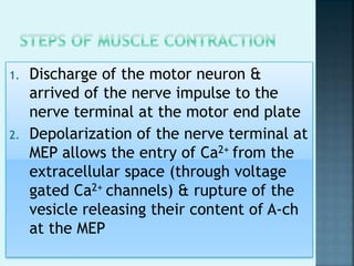1. Discharge of the motor neuron &
arrived of the nerve impulse to the
nerve terminal at the motor end plate
2. Depolarization of the nerve terminal at
MEP allows the entry of Ca2+ from the
extracellular space (through voltage
gated Ca2+ channels) & rupture of the
vesicle releasing their content of A-ch
at the MEP
 