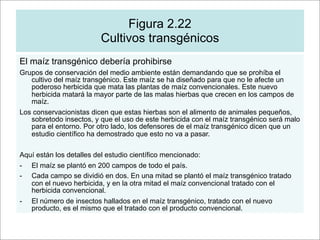 Figura 2.22
                         Cultivos transgénicos
El maíz transgénico debería prohibirse
Grupos de conservación del medio ambiente están demandando que se prohíba el
   cultivo del maíz transgénico. Este maíz se ha diseñado para que no le afecte un
   poderoso herbicida que mata las plantas de maíz convencionales. Este nuevo
   herbicida matará la mayor parte de las malas hierbas que crecen en los campos de
   maíz.
Los conservacionistas dicen que estas hierbas son el alimento de animales pequeños,
   sobretodo insectos, y que el uso de este herbicida con el maíz transgénico será malo
   para el entorno. Por otro lado, los defensores de el maíz transgénico dicen que un
   estudio científico ha demostrado que esto no va a pasar.

Aquí están los detalles del estudio científico mencionado:
- El maíz se plantó en 200 campos de todo el país.
- Cada campo se dividió en dos. En una mitad se plantó el maíz transgénico tratado
   con el nuevo herbicida, y en la otra mitad el maíz convencional tratado con el
   herbicida convencional.
- El número de insectos hallados en el maíz transgénico, tratado con el nuevo
   producto, es el mismo que el tratado con el producto convencional.
 