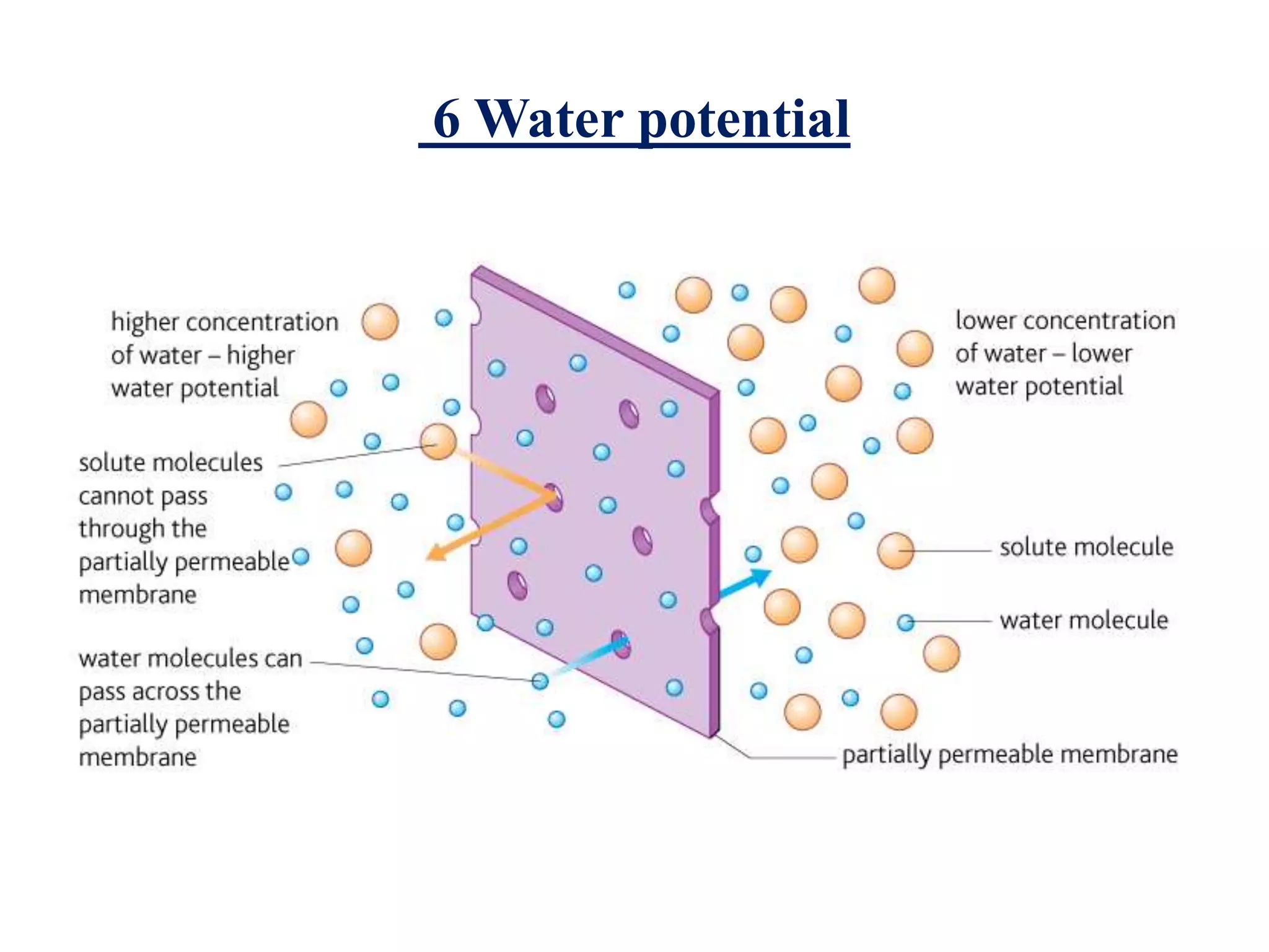 6 Water potential
 