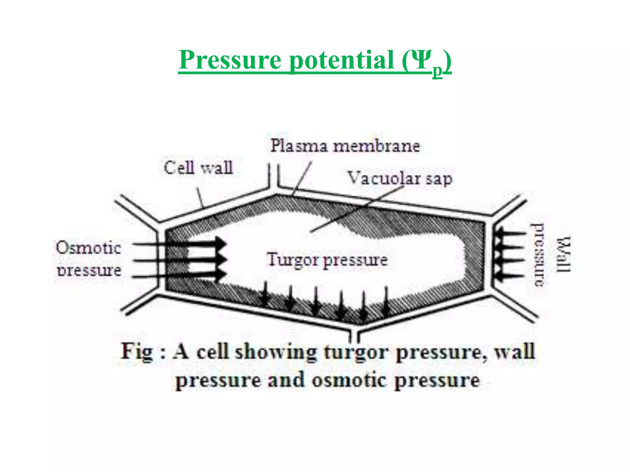 Pressure potential (Ψp)
 