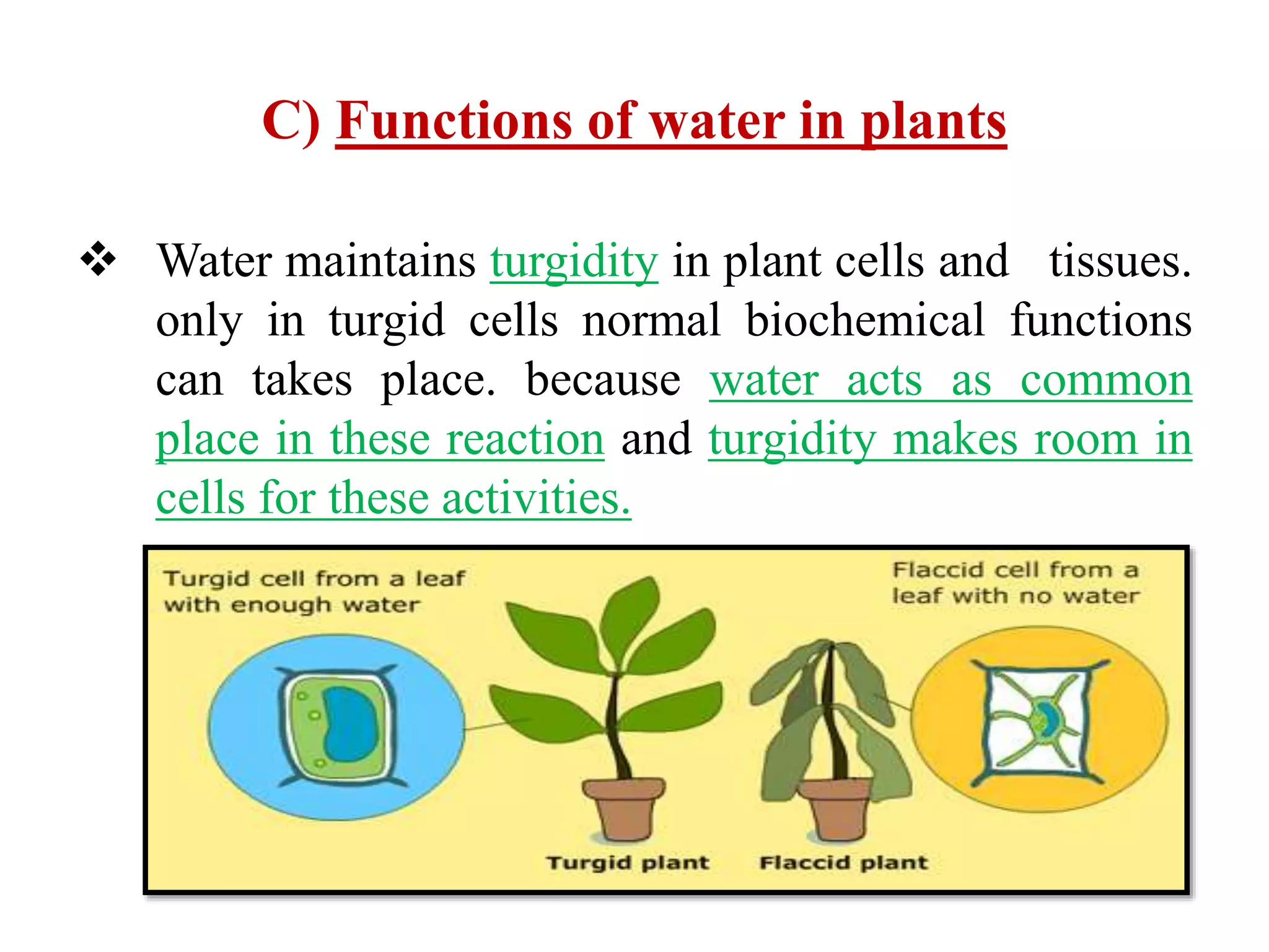 C) Functions of water in plants
 Water maintains turgidity in plant cells and tissues.
only in turgid cells normal biochemical functions
can takes place. because water acts as common
place in these reaction and turgidity makes room in
cells for these activities.
 