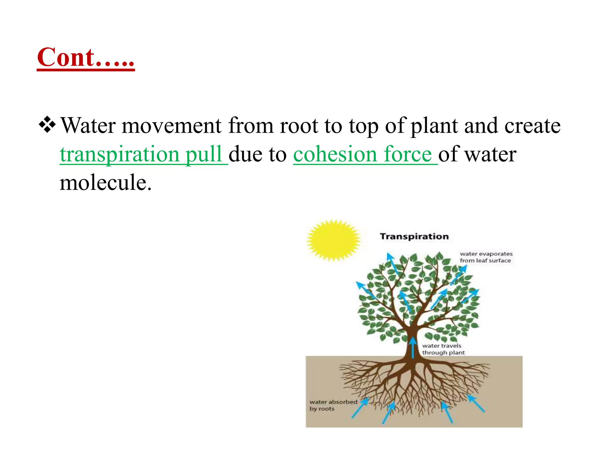 Cont…..
Water movement from root to top of plant and create
transpiration pull due to cohesion force of water
molecule.
 