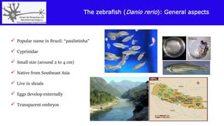 The zebrafish (Danio rerio): General aspects
 Popular name in Brazil: “paulistinha”
 Cyprinidae
 Small size (around 2 to 4 cm)
 Native from Southeast Asia
 Live in shoals
 Eggs develop externally
 Transparent embryos
 