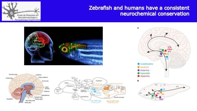Curso "Introdução ao estudo do comportamento do zebrafish"