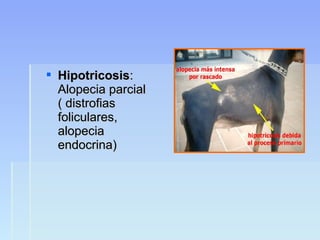 HipotricosisHipotricosis::
Alopecia parcialAlopecia parcial
( distrofias( distrofias
foliculares,foliculares,
alopeciaalopecia
endocrina)endocrina)
 
