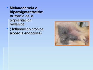  Melanodermia oMelanodermia o
hiperpigmentación:hiperpigmentación:
Aumento de laAumento de la
pigmentaciónpigmentación
melánicamelánica
 ( Inflamación crónica,( Inflamación crónica,
alopecia endocrina)alopecia endocrina)
 