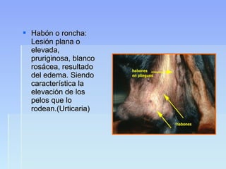  Habón o roncha:Habón o roncha:
Lesión plana oLesión plana o
elevada,elevada,
pruriginosa, blancopruriginosa, blanco
rosácea, resultadorosácea, resultado
del edema. Siendodel edema. Siendo
característica lacaracterística la
elevación de loselevación de los
pelos que lopelos que lo
rodean.(Urticaria)rodean.(Urticaria)
 