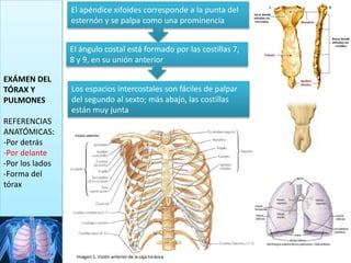 EXÁMEN DEL
TÓRAX Y
PULMONES
REFERENCIAS
ANATÓMICAS:
-Por detrás
-Por delante
-Por los lados
-Forma del
tórax
El apéndice xifoides corresponde a la punta del
esternón y se palpa como una prominencia
El ángulo costal está formado por las costillas 7,
8 y 9, en su unión anterior
Los espacios intercostales son fáciles de palpar
del segundo al sexto; más abajo, las costillas
están muy junta
 