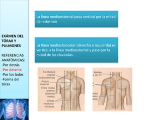 EXÁMEN DEL
TÓRAX Y
PULMONES
REFERENCIAS
ANATÓMICAS:
-Por detrás
-Por delante
-Por los lados
-Forma del
tórax
La línea medioesternal pasa vertical por la mitad
del esternón
La línea medioclavicular (derecha e izquierda) es
vertical a la línea medioesternal y pasa por la
mitad de las clavículas.
 