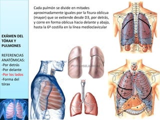 EXÁMEN DEL
TÓRAX Y
PULMONES
REFERENCIAS
ANATÓMICAS:
-Por detrás
-Por delante
-Por los lados
-Forma del
tórax
Cada pulmón se divide en mitades
aproximadamente iguales por la fisura oblicua
(mayor) que se extiende desde D3, por detrás,
y corre en forma oblicua hacia delante y abajo,
hasta la 6ª costilla en la línea medioclavicular
 