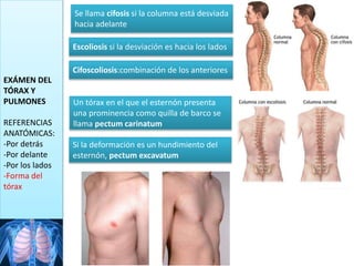 EXÁMEN DEL
TÓRAX Y
PULMONES
REFERENCIAS
ANATÓMICAS:
-Por detrás
-Por delante
-Por los lados
-Forma del
tórax
Se llama cifosis si la columna está desviada
hacia adelante
Escoliosis si la desviación es hacia los lados
Cifoscoliosis:combinación de los anteriores
Un tórax en el que el esternón presenta
una prominencia como quilla de barco se
llama pectum carinatum
Si la deformación es un hundimiento del
esternón, pectum excavatum
 