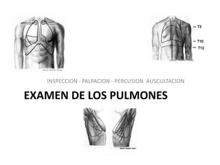 EXAMEN DE LOS PULMONES
INSPECCION - PALPACION - PERCUSION AUSCULTACION
 