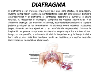 DIAFRAGMA
El diafragma es un músculo importante que sirve para efectuar la respiración,
Durante la inspiración los músculos intercostales expanden el tórax en el diámetro
anteroposterior y el diafragma al contraerse desciende y aumenta la altura
torácica. Al descender el diafragma comprime las vísceras abdominales y el
abdomen protruye. Los músculos escalenos, esternocleidomastoideos y trapecio
pueden participar de los movimientos respiratorios como músculos accesorios
(especialmente durante ejercicios o en insuficiencia respiratoria). Durante la
inspiración se genera una presión intratorácica negativa que hace entrar el aire.
Luego, en la espiración, la misma elasticidad de los pulmones y de la caja torácica
hace salir el aire; esta fase también puede ser facilitada por acción muscular
(intercostales y musculatura abdominal).
 