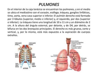 PULMONES
En el interior de la caja torácica se encuentran los pulmones, y en el medio
se ubica el mediastino con el corazón, esófago, tráquea, ganglios linfáticos,
timo, aorta, vena cava superior e inferior. El pulmón derecho está formado
por 3 lóbulos (superior, medio e inferior) y, el izquierdo, por dos (superior
e inferior). La tráquea tiene una longitud de 10 a 11 cm y un diámetro de 2
cm. A la altura del ángulo esternal, por delante, y de D4, por detrás, se
bifurca en los dos bronquios principales. El derecho es más grueso, corto y
vertical, y, por lo mismo, está más expuesto a la aspiración de cuerpos
extraños.
 