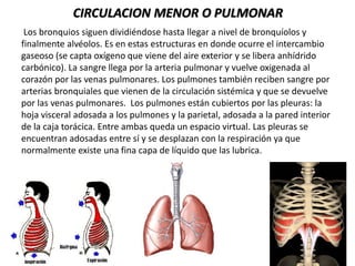 CIRCULACION MENOR O PULMONAR
Los bronquios siguen dividiéndose hasta llegar a nivel de bronquíolos y
finalmente alvéolos. Es en estas estructuras en donde ocurre el intercambio
gaseoso (se capta oxígeno que viene del aire exterior y se libera anhídrido
carbónico). La sangre llega por la arteria pulmonar y vuelve oxigenada al
corazón por las venas pulmonares. Los pulmones también reciben sangre por
arterias bronquiales que vienen de la circulación sistémica y que se devuelve
por las venas pulmonares. Los pulmones están cubiertos por las pleuras: la
hoja visceral adosada a los pulmones y la parietal, adosada a la pared interior
de la caja torácica. Entre ambas queda un espacio virtual. Las pleuras se
encuentran adosadas entre sí y se desplazan con la respiración ya que
normalmente existe una fina capa de líquido que las lubrica.
 