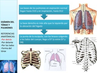 EXÁMEN DEL
TÓRAX Y
PULMONES
REFERENCIAS
ANATÓMICAS:
-Por detrás
-Por delante
-Por los lados
-Forma del
tórax
Las bases de los pulmones en espiración normal
llegan hasta D10 y en inspiración, hasta D12
La base derecha es más alta que la izquierda por
la ubicación del hígado
La punta de la escápula, con los brazos colgando
a los lados del cuerpo, llega a D7 (o entre D7 y
D8)
 
