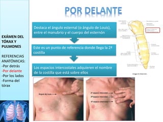 EXÁMEN DEL
TÓRAX Y
PULMONES
REFERENCIAS
ANATÓMICAS:
-Por detrás
-Por delante
-Por los lados
-Forma del
tórax
Destaca el ángulo esternal (o ángulo de Louis),
entre el manubrio y el cuerpo del esternón
Este es un punto de referencia donde llega la 2ª
costilla
Los espacios intercostales adquieren el nombre
de la costilla que está sobre ellos
 