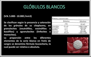 (V.N. 5.000 - 10.000 /mm3)
Se clasifican según la presencia y coloración
de los gránulos de su citoplasma, en
granulocitos (neutrófilos, eosinófilos o
basófilos) y agranulocitos (linfocitos o
monocitos).
La proporción entre los diferentes
elementos de la serie blanca en frotis de
sangre se denomina fórmula leucocitaria, la
cual puede ser relativa o absoluta.
GLÓBULOS BLANCOS
 