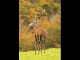 Exmoor red deer