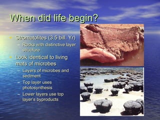 When did life begin?When did life begin?
• Stromatolites (3.5 bill. Yr)Stromatolites (3.5 bill. Yr)
– Rocks with distincti...