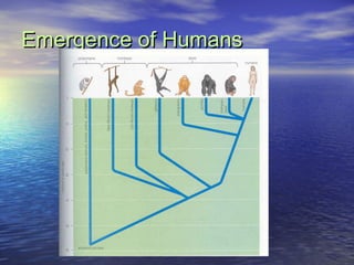 Emergence of HumansEmergence of Humans
• After hominids diverged from chimps andAfter hominids diverged from chimps and
go...
