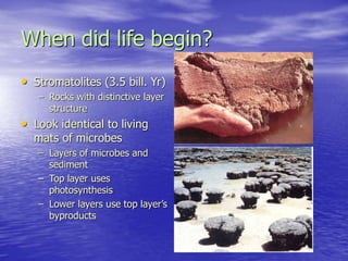 When did life begin?
• Stromatolites (3.5 bill. Yr)
– Rocks with distinctive layer
structure
• Look identical to living
mats of microbes
– Layers of microbes and
sediment
– Top layer uses
photosynthesis
– Lower layers use top layer’s
byproducts
 