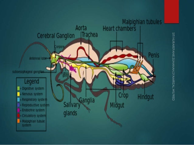 Exocrine and Endocrine Glands